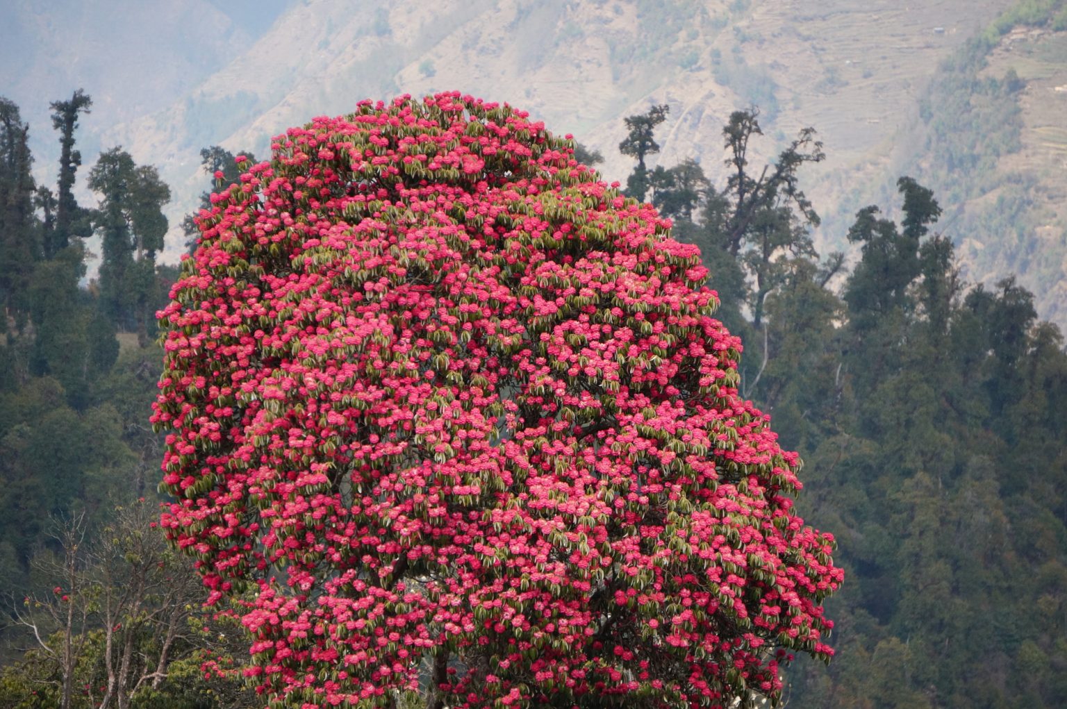 Rhododendron tree Nepal - By Mountain People