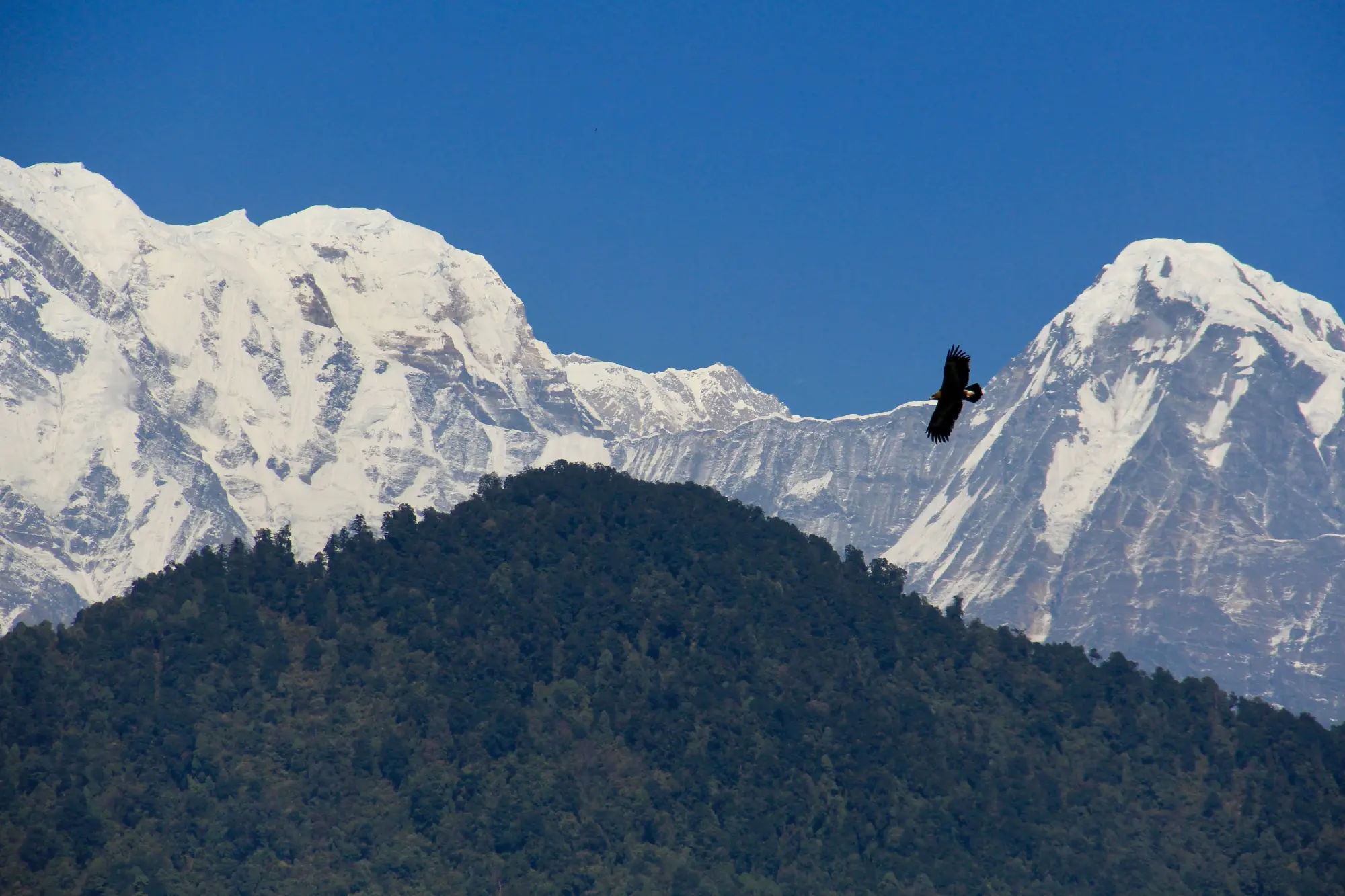 Eagle Annapurna - By Mountain People