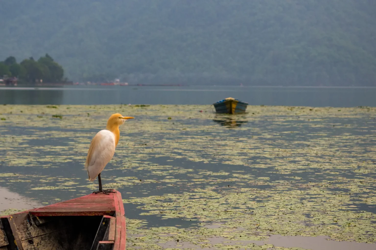 Pokhara Fewa Lake - Bird Watching Trek & Tour Nepal - By Mountain People