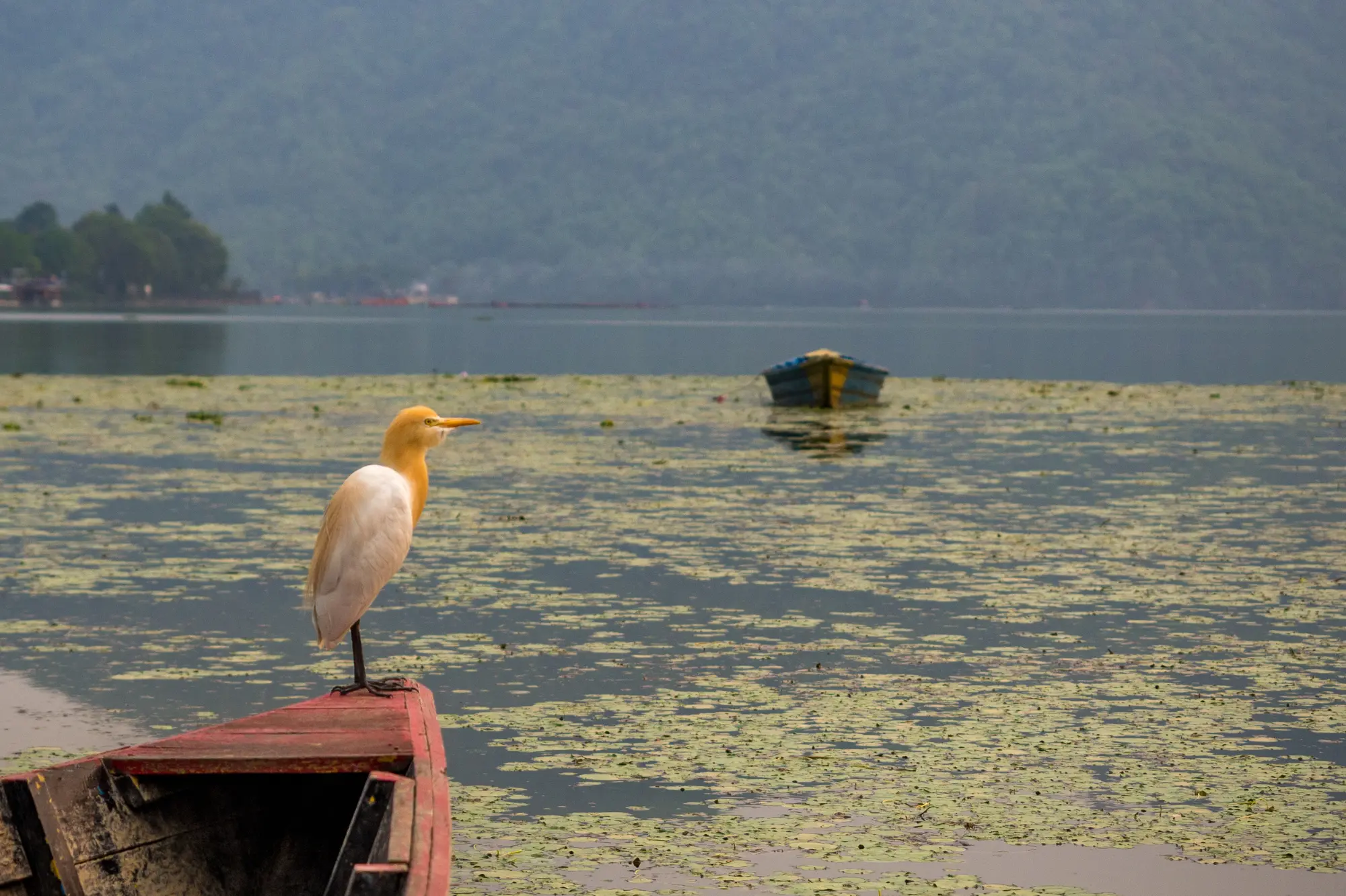 Pokhara Fewa Lake - Bird Watching Trek & Tour Nepal - By Mountain People
