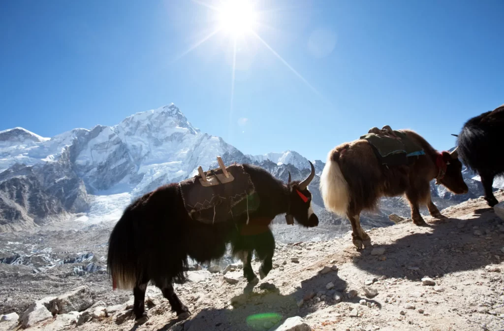 How to be behave towards yaks and mules