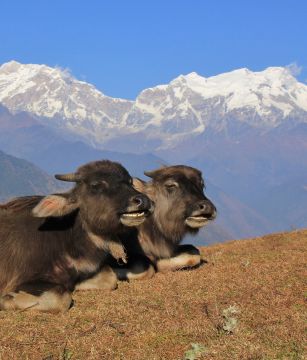 Buffalos Nepal–By Mountain People