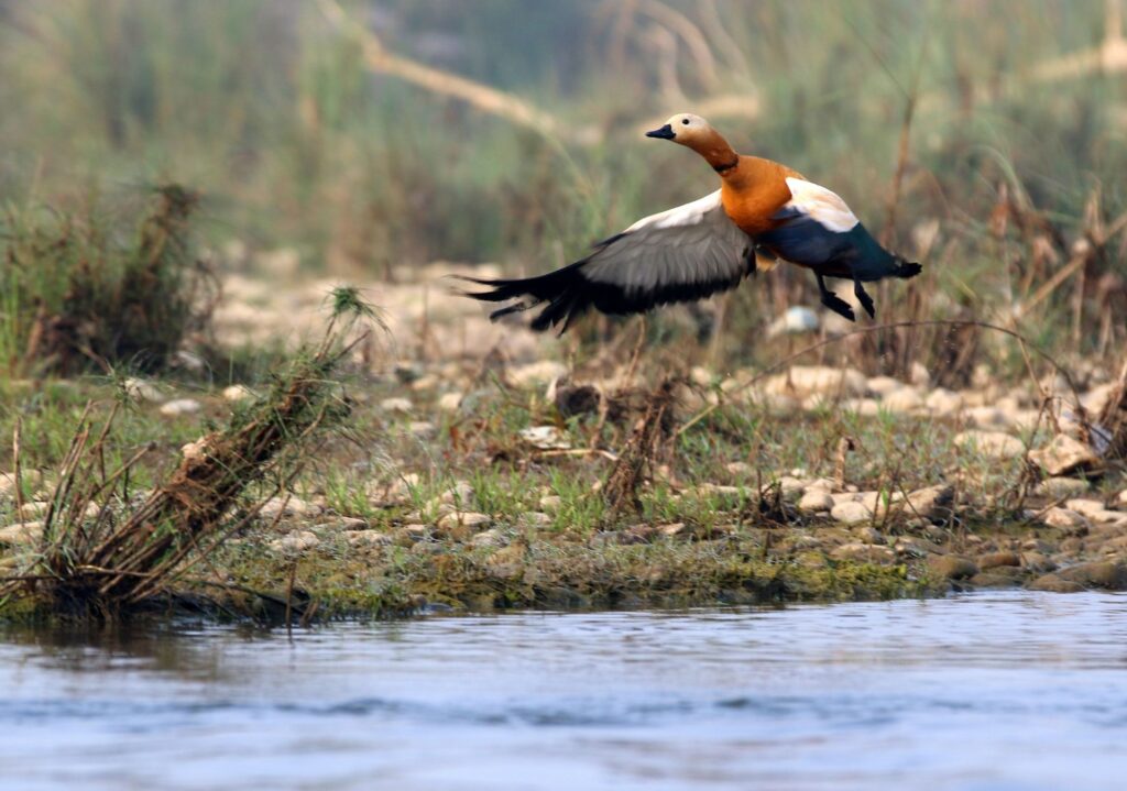 Chitwan National Park duck bird watching Nepal–By Mountain People