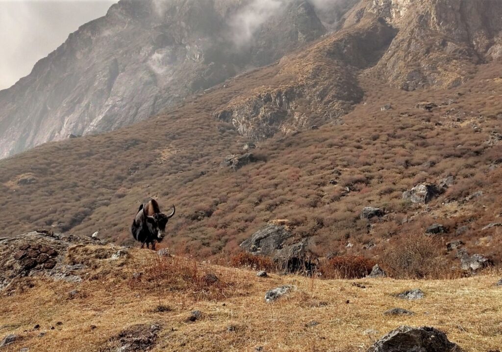 Yak in Langtang Nepal – By Mountain People