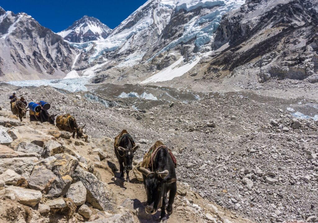 Yaks from Gorak Shep to EBC–By Mountain People