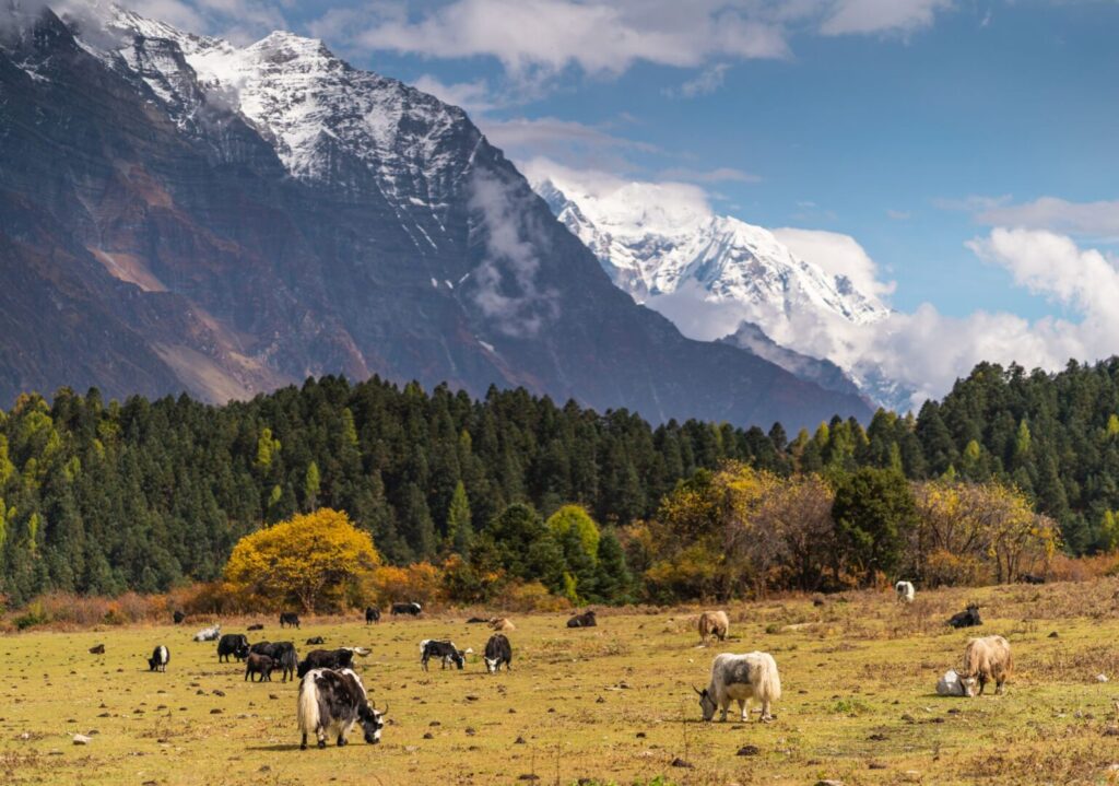 Yaks in Samagaon Nepal Manaslu–By Mountain People